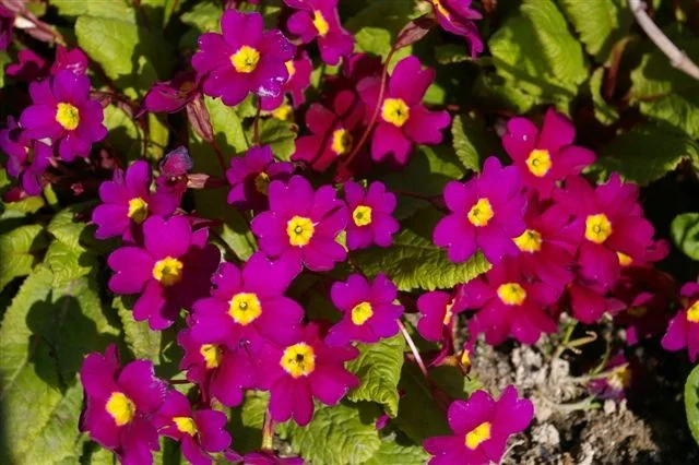 Primula (J) 'Wanda'