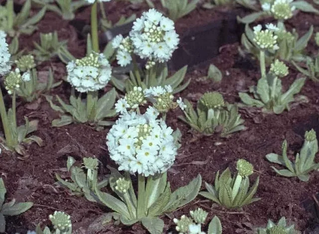 Primula denticulata 'Alba'