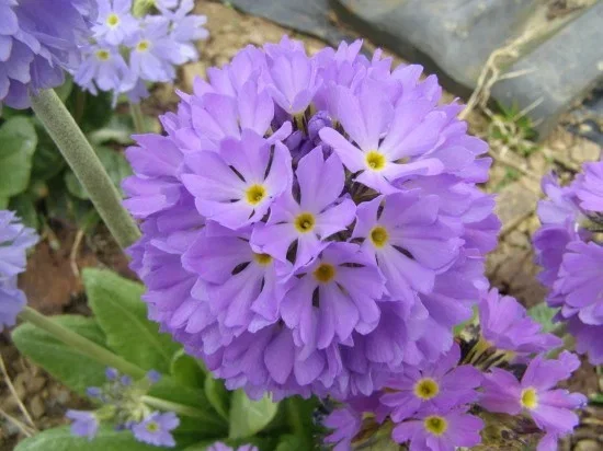 Primula denticulata