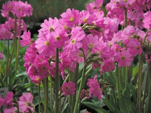 Primula rosea 'Grandiflora'