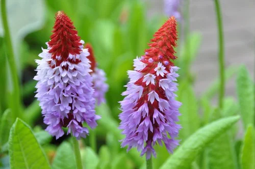 Primula vialii