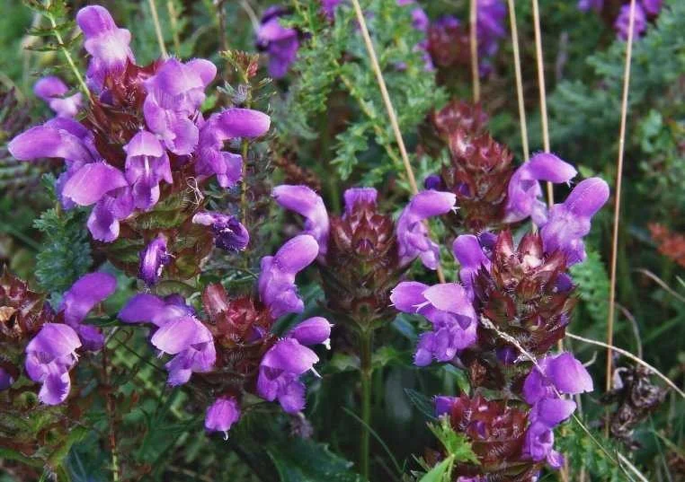 Prunella grandiflora