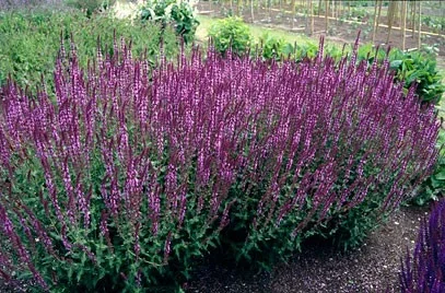 Salvia nemorosa 'Amethyst'
