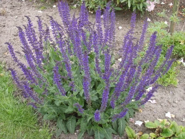 Salvia nemorosa 'Blauhügel'