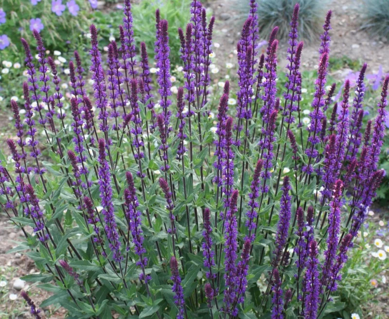 Salvia nemorosa 'Caradonna'