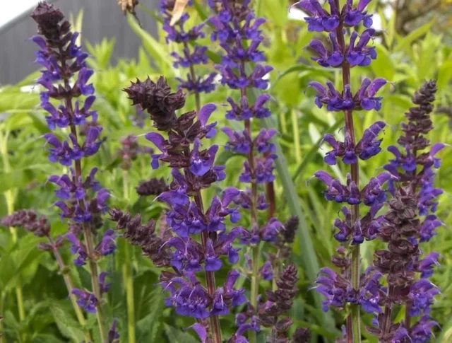 Salvia nemorosa 'Mainacht'