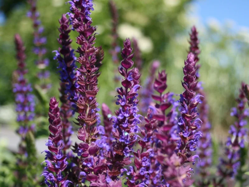 Salvia nemorosa 'Ostfriesland'