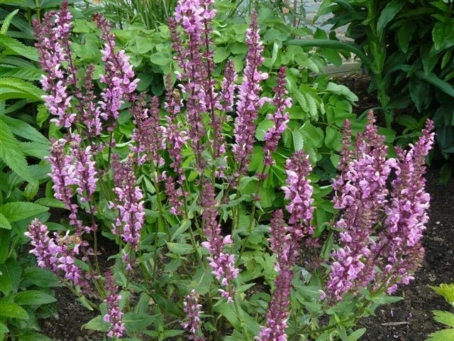 Salvia nemorosa 'Rose Queen'
