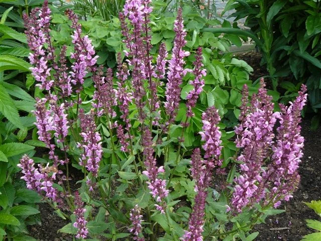 Salvia nemorosa 'Rose Queen'