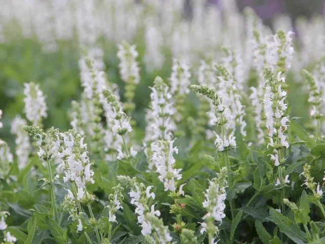 Salvia nemorosa 'Schneehügel'