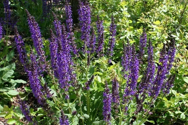 Salvia nemorosa 'Viola Klose'