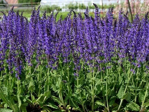 Salvia nemorosa