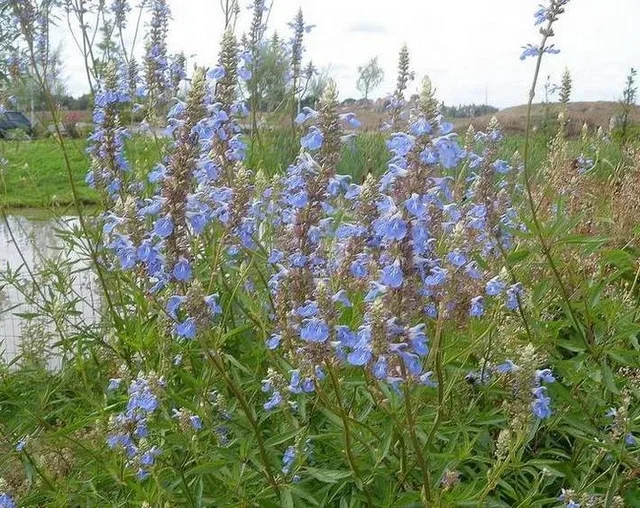 Salvia uliginosa