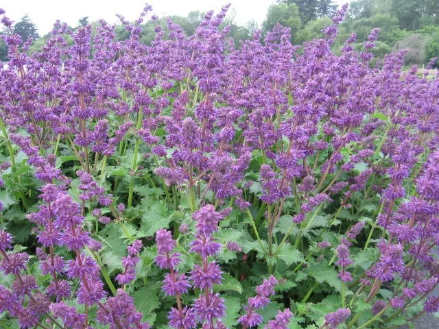 Salvia verticillata 'Purple Rain'