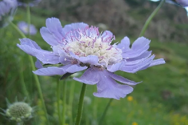 Scabiosa caucasica 'Perfecta'
