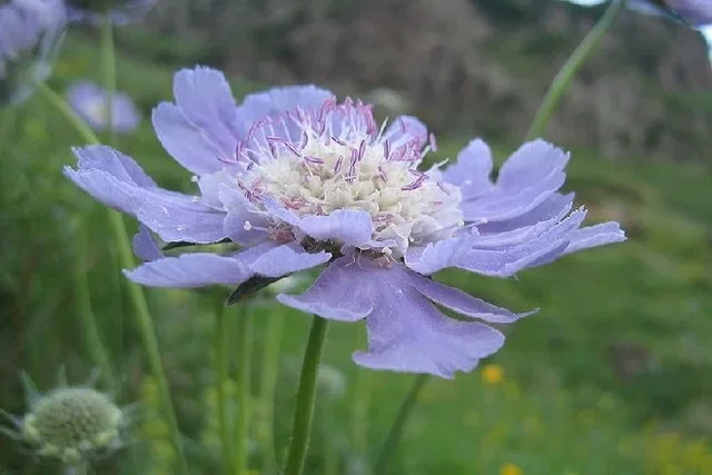 Scabiosa caucasica 'Perfecta'