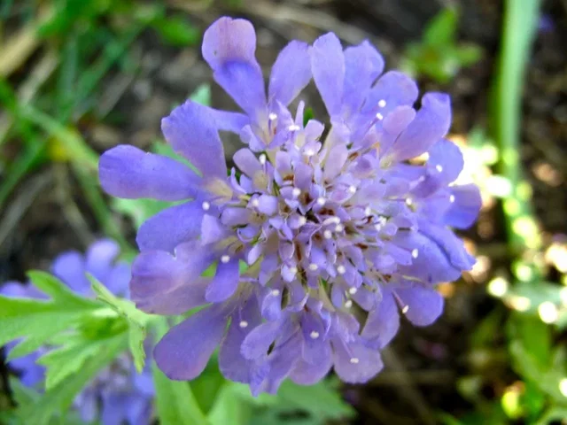 Scabiosa columbaria 'Butterfly Blue'