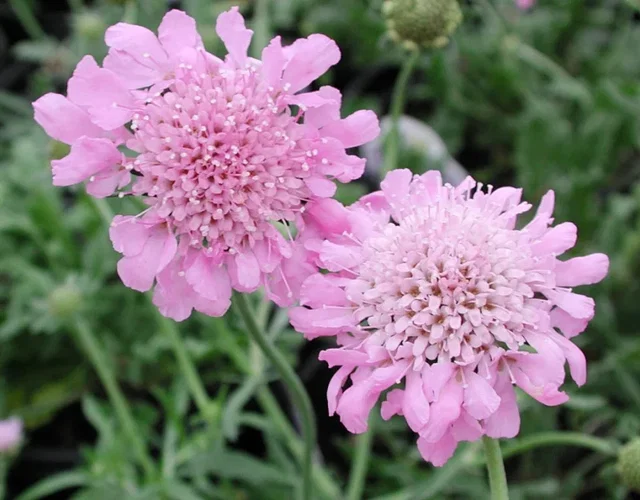Scabiosa columbaria 'Pink Mist'