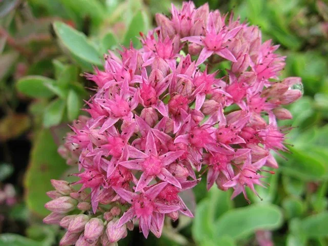 Sedum 'Carl'