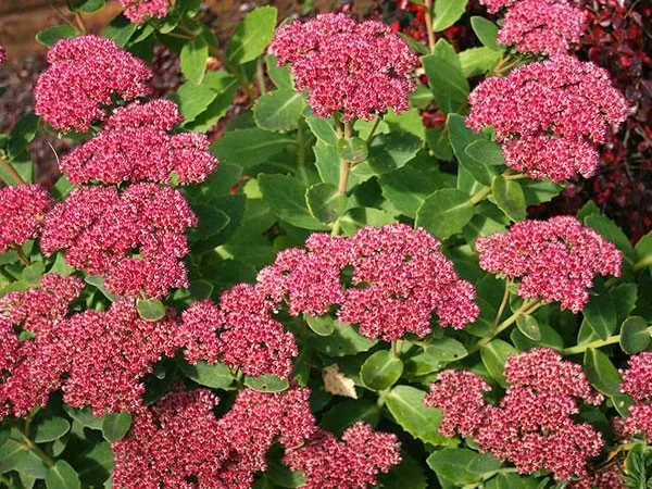 Sedum 'Herbstfreude'