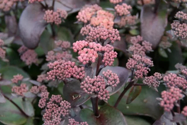 Sedum 'Karfunkelstein'