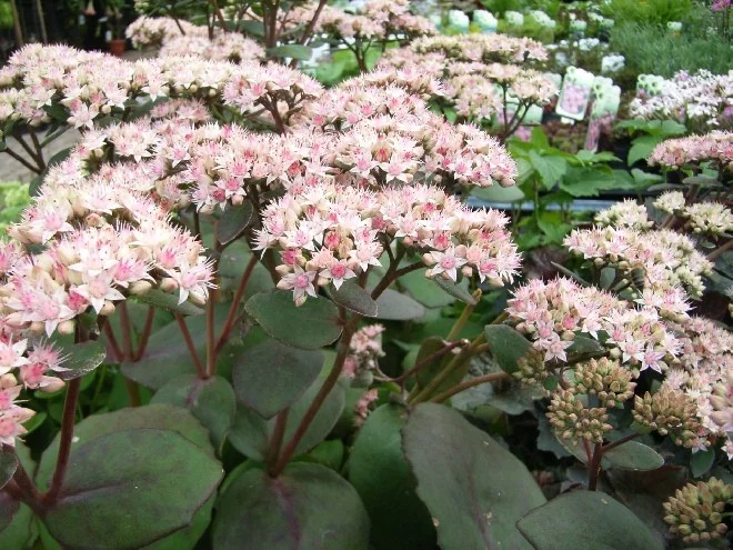 Sedum 'Matrona'