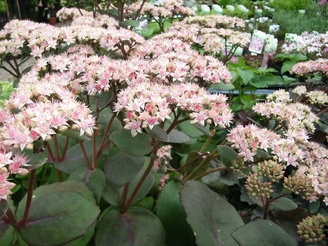 Sedum 'Matrona'