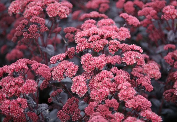 Sedum 'Purple Emperor'