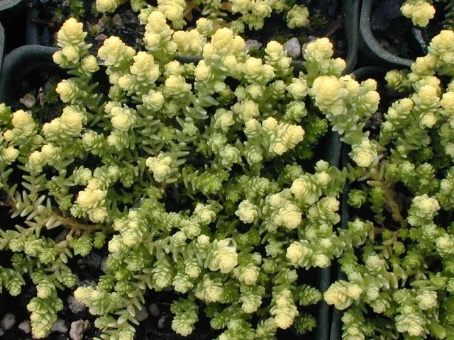 Sedum acre 'Elegans'