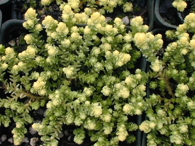 Sedum acre 'Elegans'
