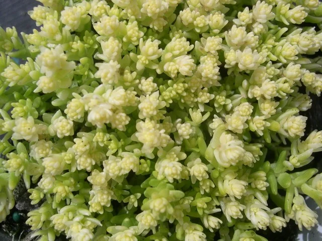 Sedum acre 'Yellow Queen'