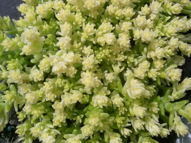 Sedum acre 'Yellow Queen'