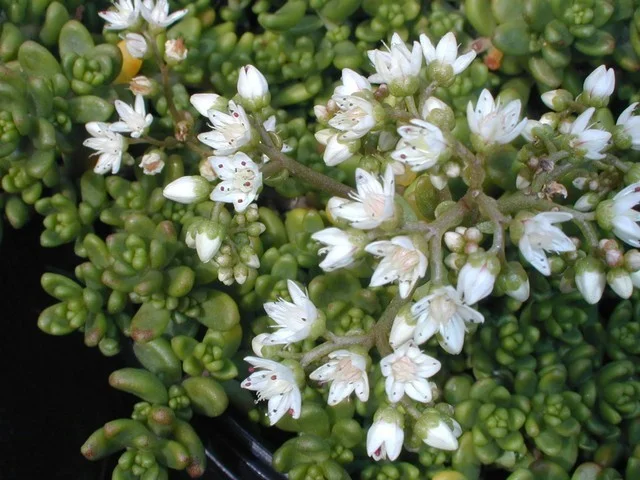 Sedum album