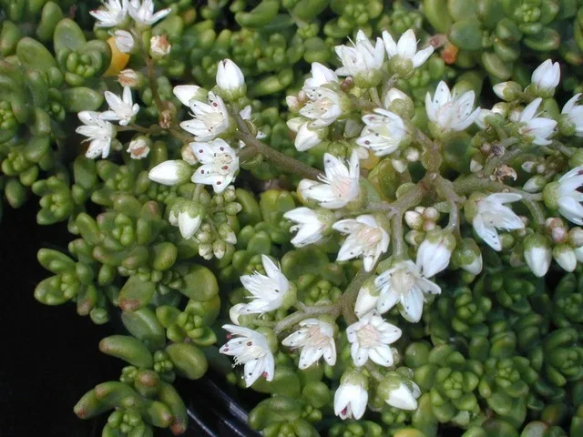 Sedum album