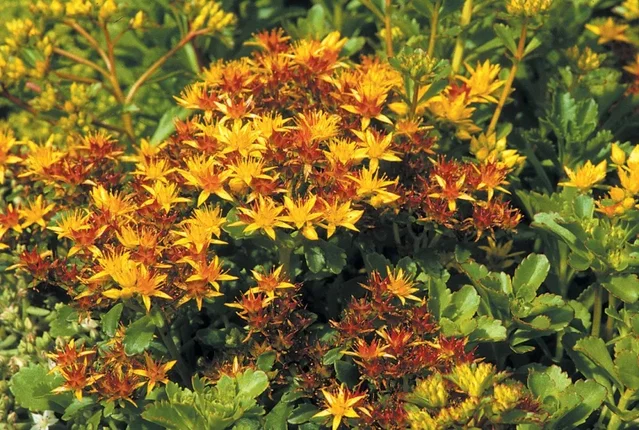 Sedum floriferum 'Weihenstephaner Gold'