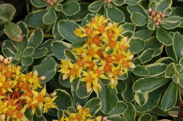 Sedum kamtschaticum 'Variegatum'