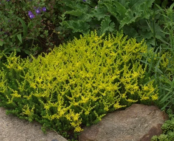 Sedum sexangulare