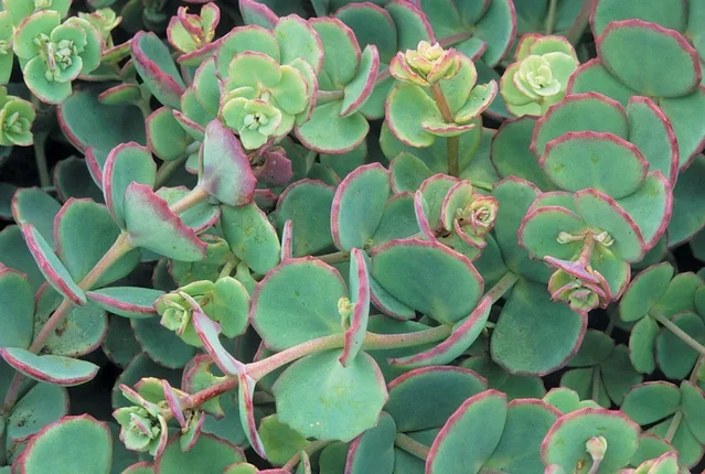 Sedum sieboldii