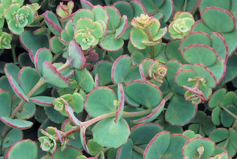 Sedum sieboldii