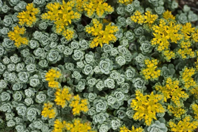 Sedum spathulifolium 'Cape Blanco'
