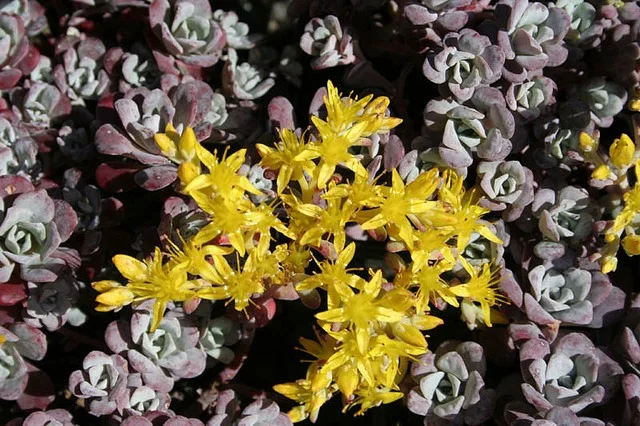 Sedum spathulifolium 'Purpureum'