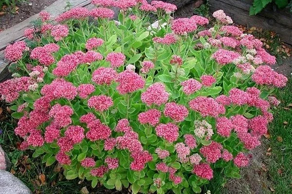 Sedum spectabile 'Brillant'