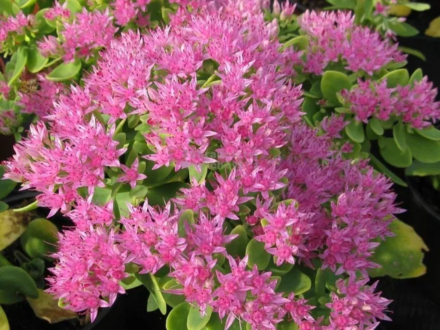 Sedum spectabile 'Carmen'