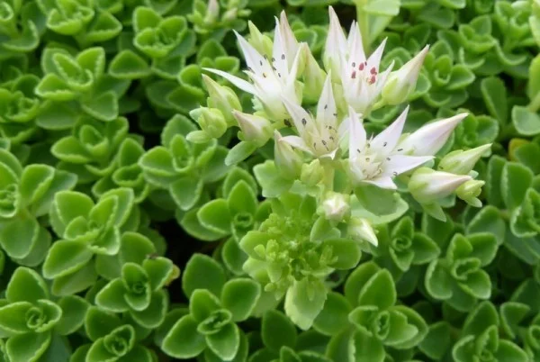Sedum spurium 'Album'