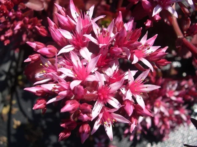Sedum spurium 'Purpurteppich'