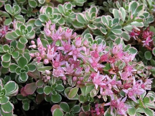 Sedum spurium 'Variegatum'