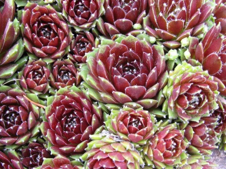 Sempervivum 'Silberkarneol'