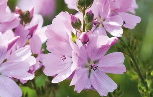 Sidalcea 'Elsie Heugh'