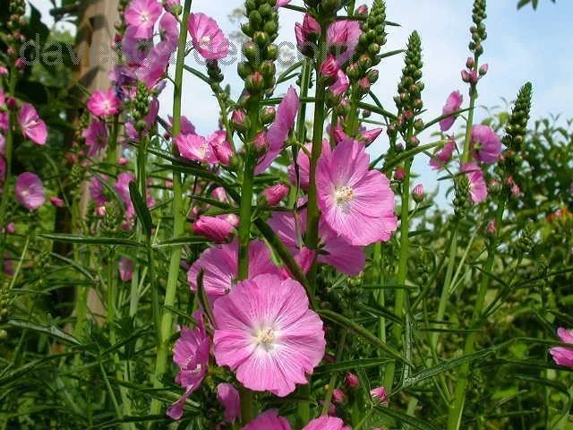 Sidalcea 'Partygirl'
