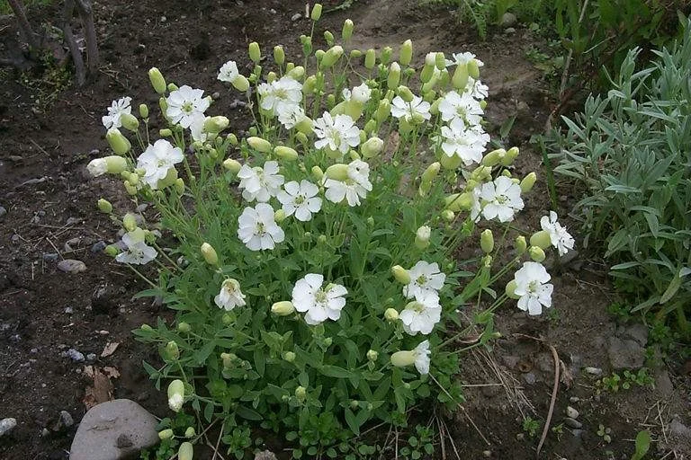 Silene maritima